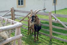 Bauernmarkt im Kloster Dalheim