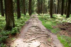 Überreste des „Gebücks“ der Alten Landhecke