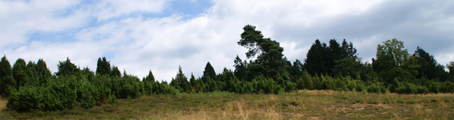 Wacholdergebiet Branscheid