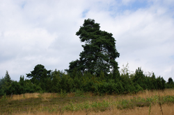 Wacholdergebiet Branscheid