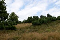 Wacholdergebiet Branscheid