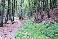 Reste der alten Handelsstraße unterhalb der Ginsberger Heide