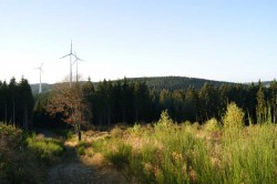 Waldpfad hinab zur Albaumer Höhe