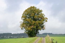 Am Heiligen Stück mit Linde, Bildstock und Bank