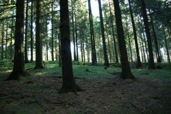 Reste der alten Landhecke unterhalb des Wimbergs parallel zum Hilchenbacher Höhenring