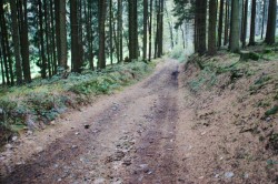 Hohlweg bei Forste an der Grenze zu Westfalen