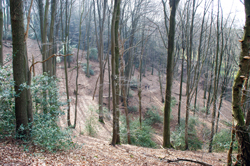 Pilgerweg zwischen Kirschbaum und Schiefenthal