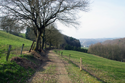 Pilgerweg unterhalb von Schiefenthal