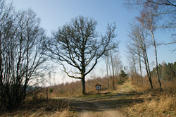 Eiche am Wegedreick zwischen Grund und Ruckersfeld