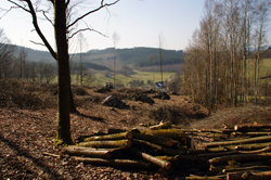 Hauberg oberhalb von Ruckersfeld