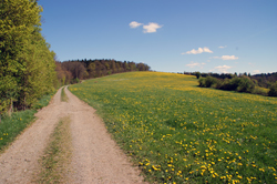 Der Sauerland-Höhenweg oberhalb von Burg Wildenburg