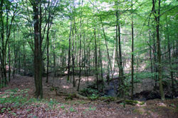 Der Flehbach nordwestlich von Kettners Weiher