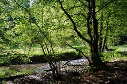 Der Naafbach bei Halzemich