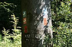 Markierungen Bergischer Weg, Natursteig Sieg, Erlebnisweg Sieg und Hauptwanderweg X22 an einer Buche 