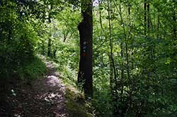 Schmaler Waldpfad am Hang des Ahrenbachtals