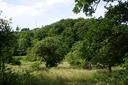 Verwilderte Obstbauwiese auf früherer Weinbaufläche im Ahrenbachtal