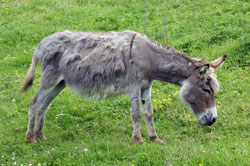 Briloner Esel bei der Hebammen-Hütte