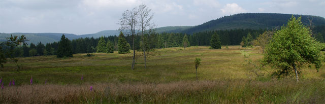 Der Neue Hagen, auch Niedersfelder Hochheide genannt