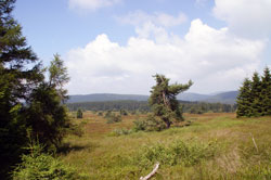 Blick über das NSG Neuer Hagen beim Clemensberg