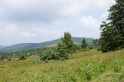 Blick über das NSG Neuer Hagen beim Clemensberg