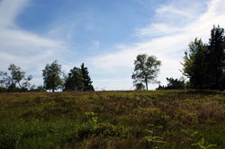 Die Hochheide auf der Kuppe des Kahlen Asten 