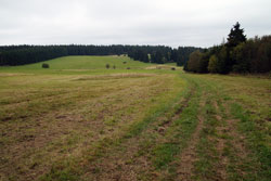 Borstgrasrasen auf der Fuchskaute