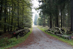 Die Kohlenstraße an der Ederquelle Richtung Wittgenstein