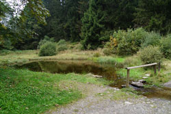 Der renaturierte Badeweiher zeugt noch vom mittelalterlichen Kurbetrieb an der heiligen Ilsequelle