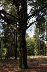 Die Hubertusbuche bei Wilgersdorf