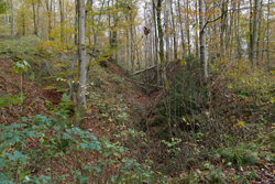 Reste der alten Landhecke am Müsener Schlag