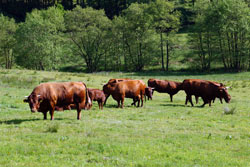 Rotes Höhenvieh im Bibertal