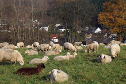 Schafherde auf der Osthelder Höhe