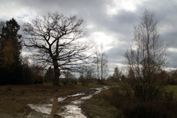 Trupbacher Heide am Kirrberg