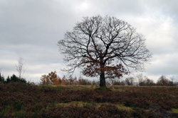 Trupbacher Heide auf dem Kirrberg