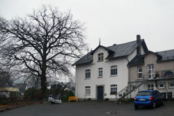 Stieleiche (Quercus robur) in Buchen