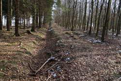 Nassau-Siegener Landhecke in Richtung Kruberger Schlag