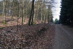 Alte Landhecke zwischen Ewiger Fuhrmann und Langebachsköpfe