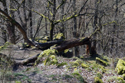 Naturdenkmal Teufelskanzel