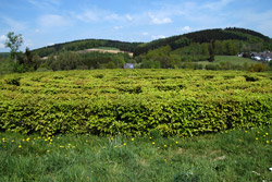 Labyrinth „Op' m Stupper"