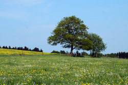 Wiese bei Gelslingen