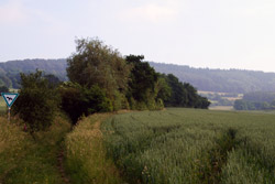 Uralter Hohlweg in Richtung Steinberg