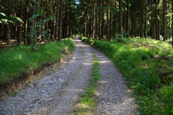 Der Hansaweg in Richtung Windelstein