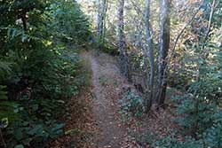 Waldpfad zur Alten Bückeburg