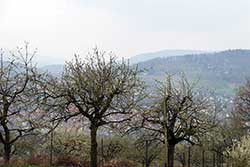 Blick vom "Werra-Burgen-Steig Hessen" auf die "Kirschenstadt Witzenhausen"