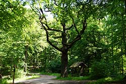 Naturdenkmal Jägereiche