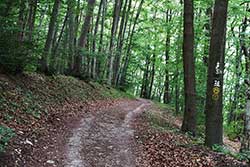 Der Werra-Burgen-Steig Hessen Richtung Weißer Graben parallel zur hessisch-thüringischen Grenze